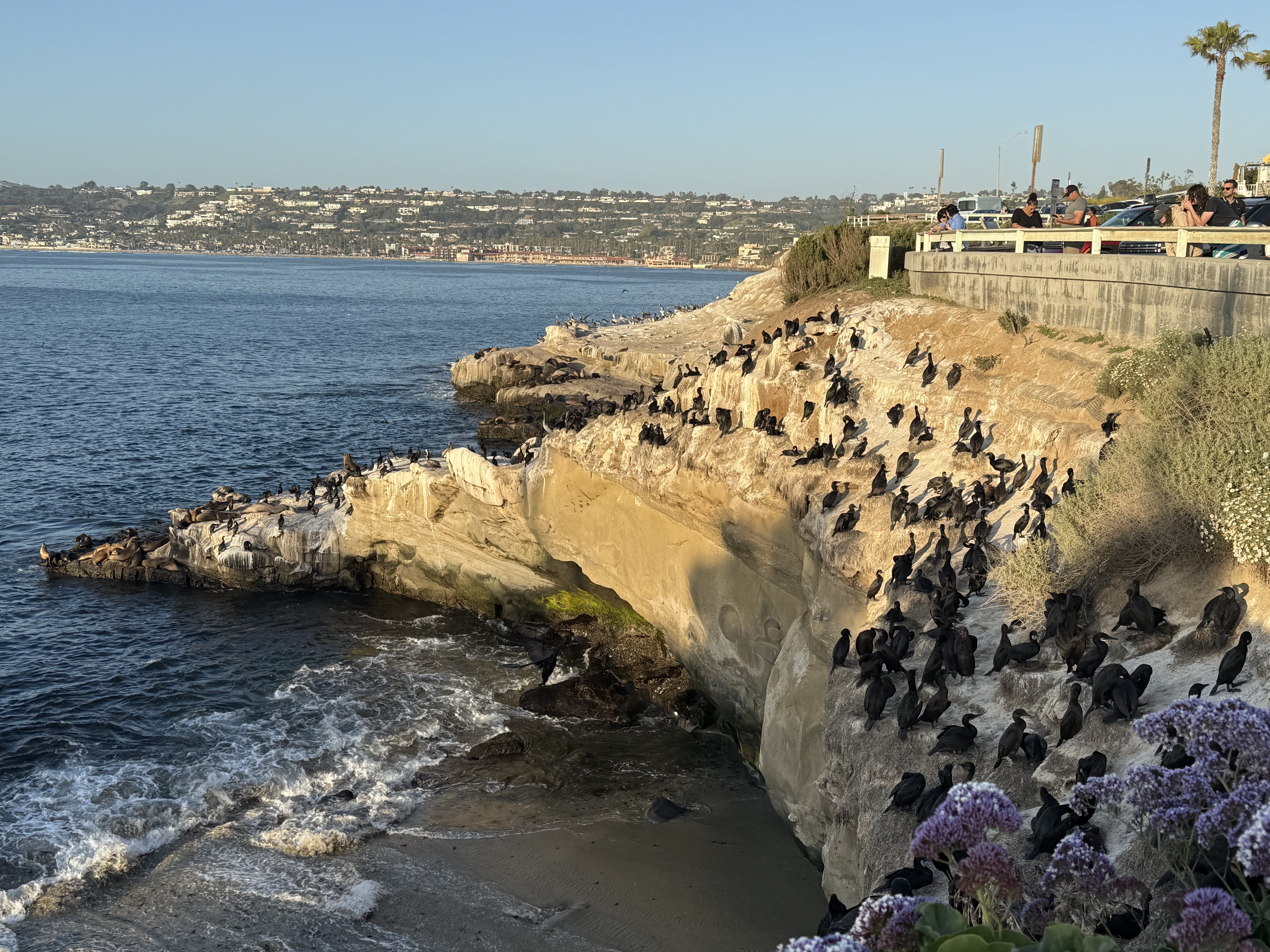 San Diego Scenery or ZYL Team - Photo 3